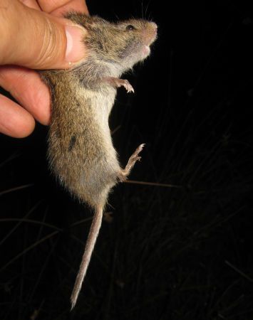 Eén van de tijdens het onderzoek gevangen noordse woelmuizen. Dit is een exemplaar met een karakteristieke lange staart. De staart van noordse woelmuizen is variabel van lengte en in de praktijk vaak wat korter dan bij het hier afgebeelde individu (foto: Rob Koelman)