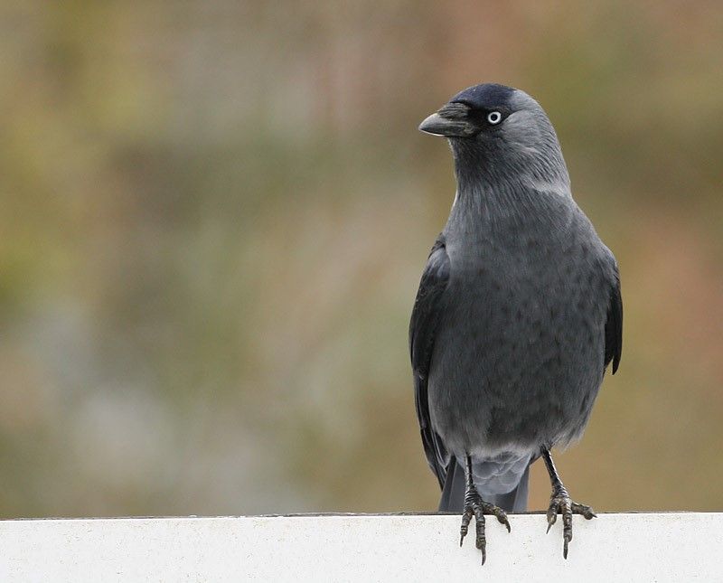 Noordse Kauwen hebben grijzere onderdelen en vaak een bleekgrijs vlekje onderaan in de zijnek. (foto: Leo Janssen)