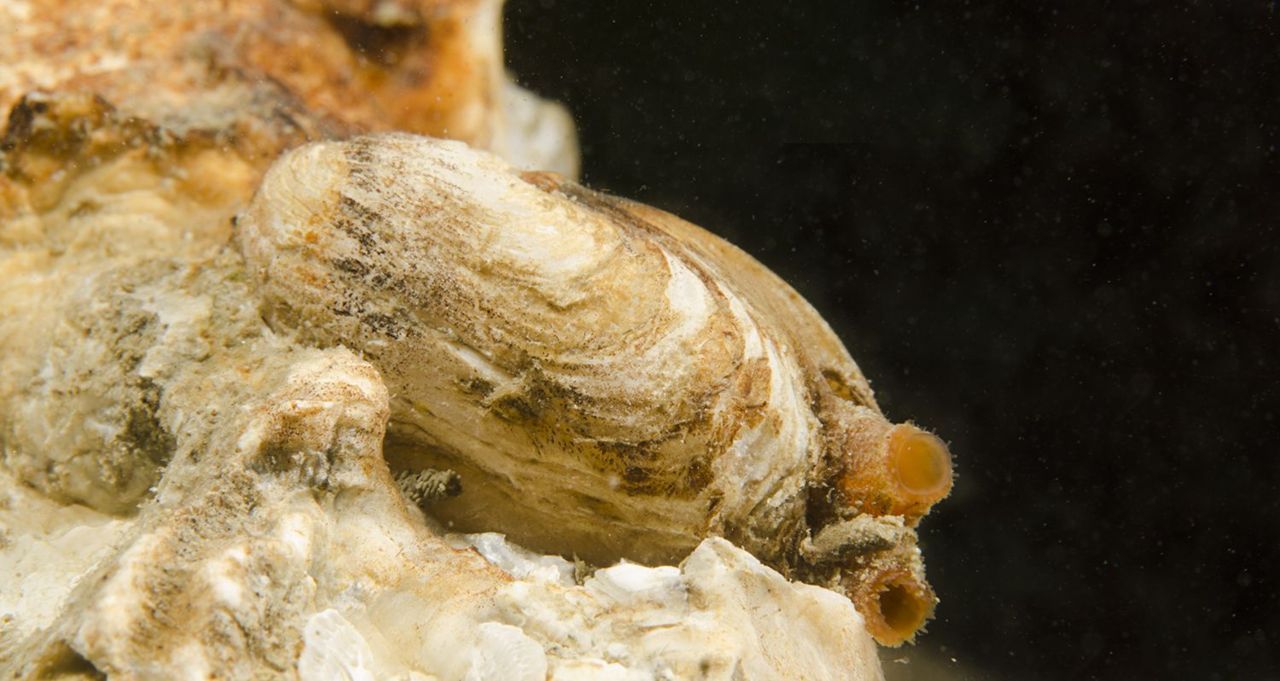 Levende rotsboorder vastgehecht aan een Japanse oester, Oosterschelde 2015 (foto: Peter H van Bragt)