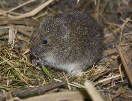 Noordse woelmuis (foto: René Wanders)