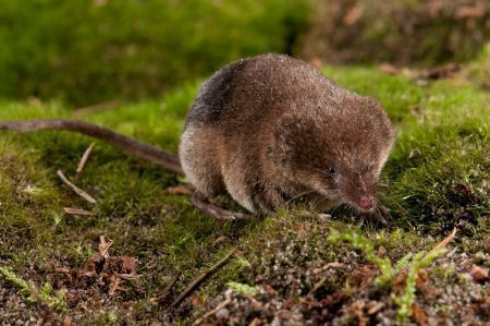 Bosspitsmuis, normale kleur (foto: Paul van Hoof)