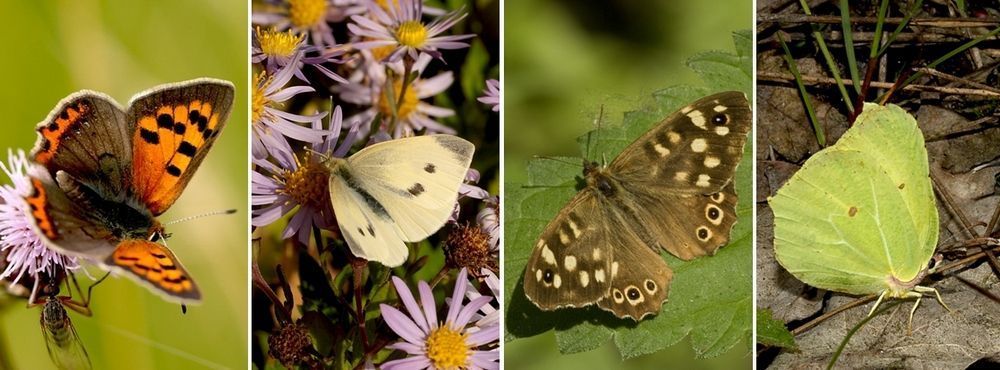 Meer novembervlinders, v.l.n.r. kleine vuurvlinder, klein koolwitje, bont zandoogje & citroenvlinder (foto’s: Kars Veling)