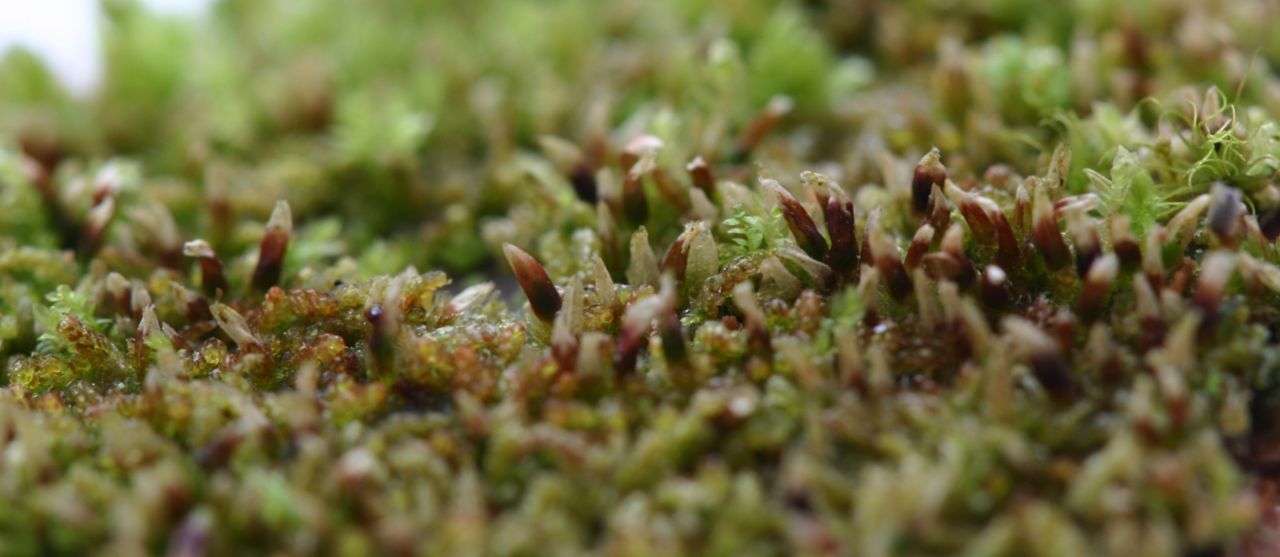 Krulbladmos met kapsels (foto: Petra van der Wiel)