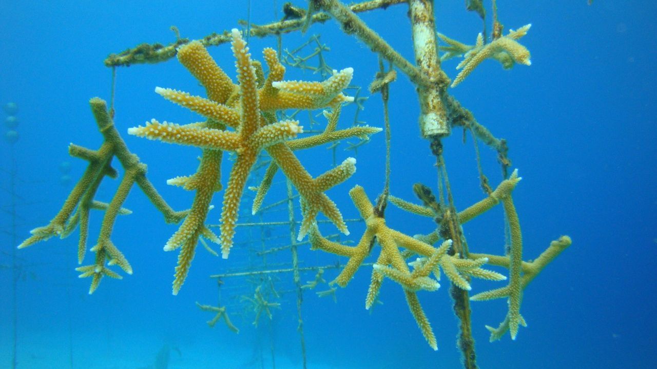 Staghorn coral suspended from nursery tree (foto: Buddy Dive, Coral Restoration Bonaire)