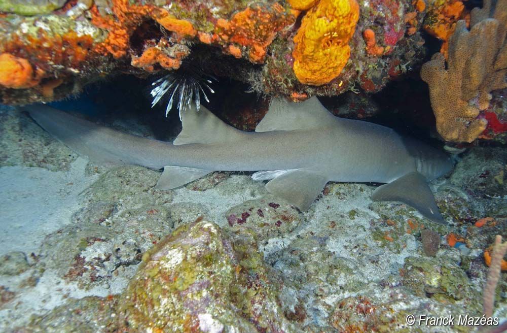 Verpleegsterhaai (Ginglymostoma cirratum) en Gewone Koraalduivel (Pterois volitans) bij de Sababank (foto: Frank Mazéas)