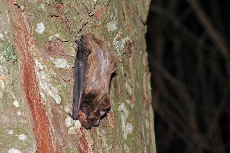 Bosvleermuis (foto: Jeroen Willemsen)