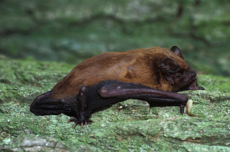 Rosse vleermuis (foto: Kees Marijnissen)