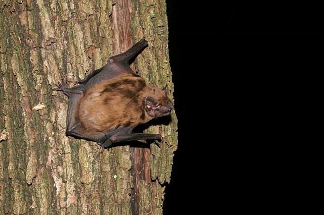 Rosse vleermuis (foto: Jaap Schelvis)