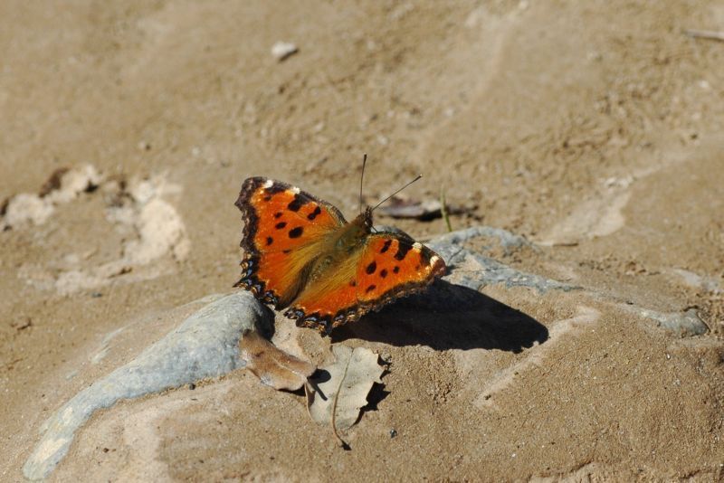 Grote vos (foto: Jaap Bouwman)