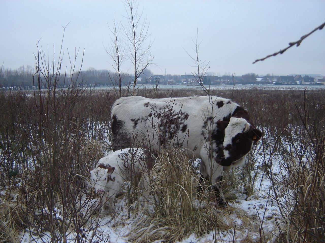 Lokale rassen, zoals het Oost-Vlaams roodbont, blijken even zelfredzaam als buitenlandse rassen (Foto: Pieter Blondé)