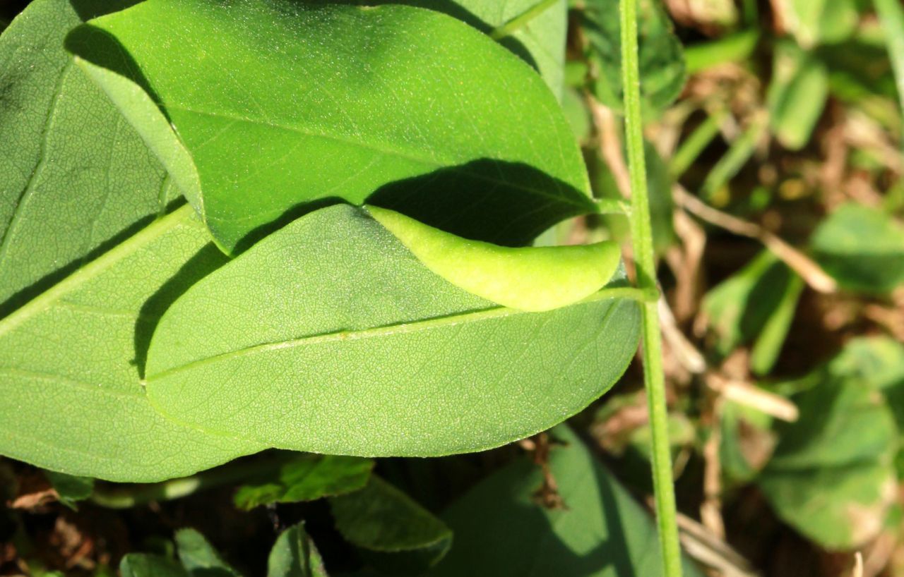 Bladrandrolling van Obolodiplosis robiniae op Robinia (foto: C. van Steden)