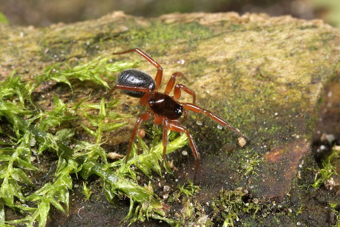 Er zijn tientallen soorten moeilijk te herkennen dwergspinnen: hier de Bultvelddwergspin (Oedothorax gibbosus). (foto: Gilbert Loos, ARABEL Beeldbank)