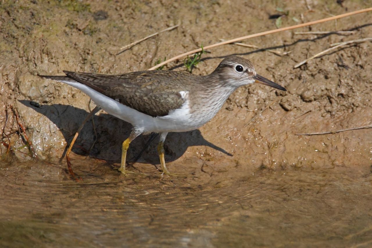 Oeverloper (foto: Koos Dansen)