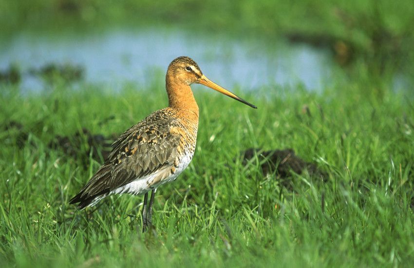 In de Uitkerkse Polder nam het aantal broedpaar van Grutto fors toe dankzij een gepast weidevogelbeheer (foto: Hugo Willocx)