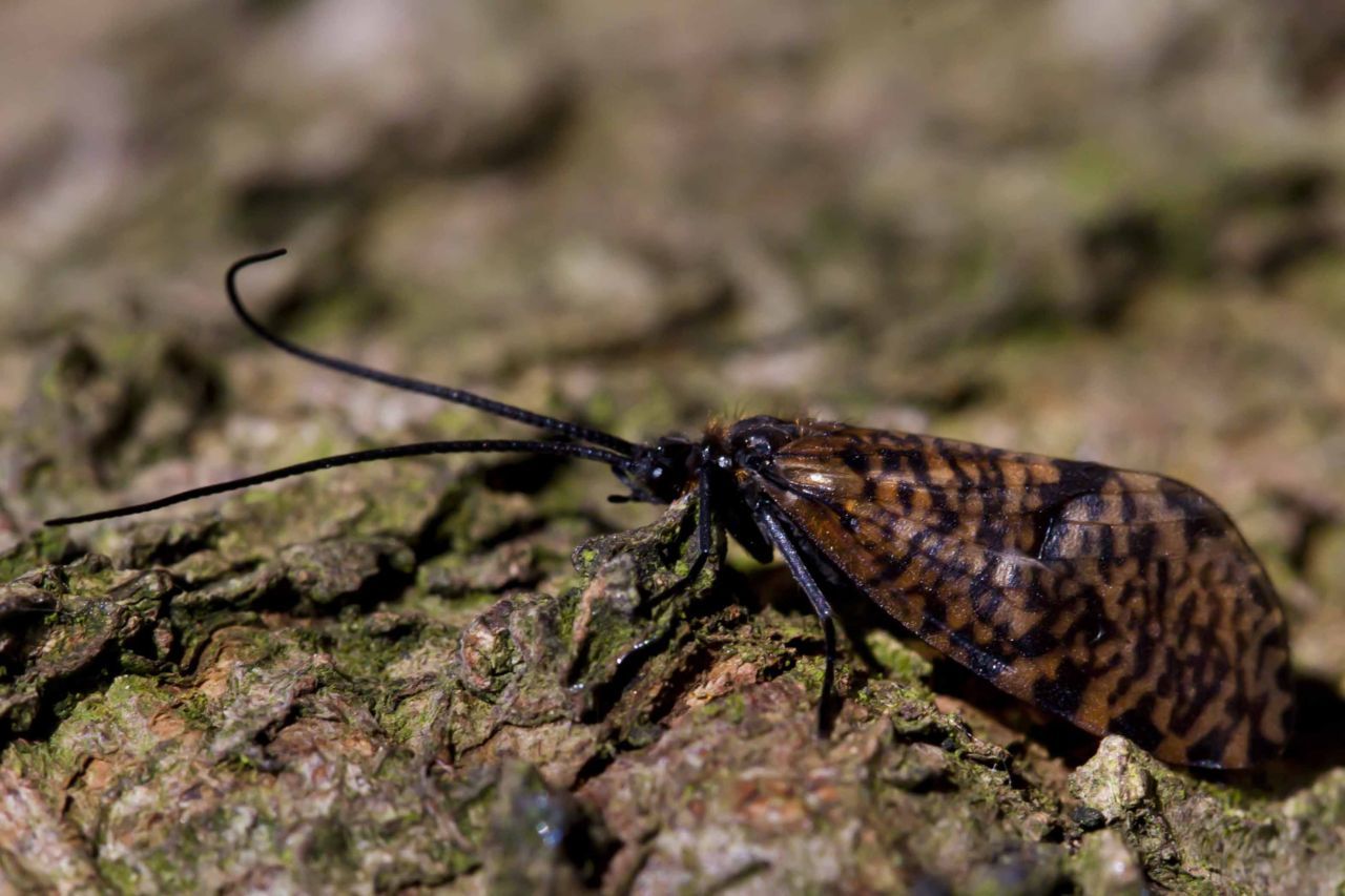 Oligostomis reticulata, een vroege soort die vooral in april vliegt en te herkennen is aan de bont gekleurde vleugels in combinatie met zwarte poten, werd na meer dan 50 jaar zonder waarnemingen opnieuw in vier natuurgebieden ontdekt (foto: Koen Lock)