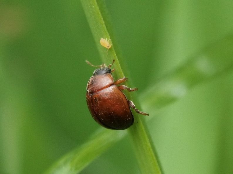 Onbestippeld lieveheersbeestje (foto: Henk Soepenberg)