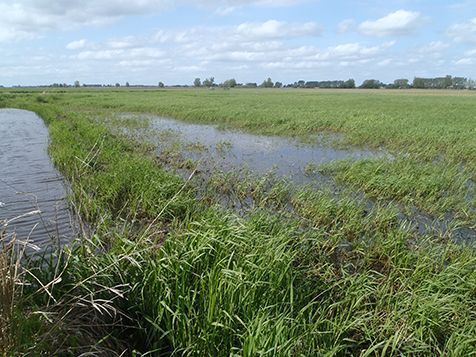 Honderden larven van de grote modderkruiper tussen de ondergelopen grassprietjes in de uiterwaarden bij het Zwarte Water (foto: Jan Kranenbarg)