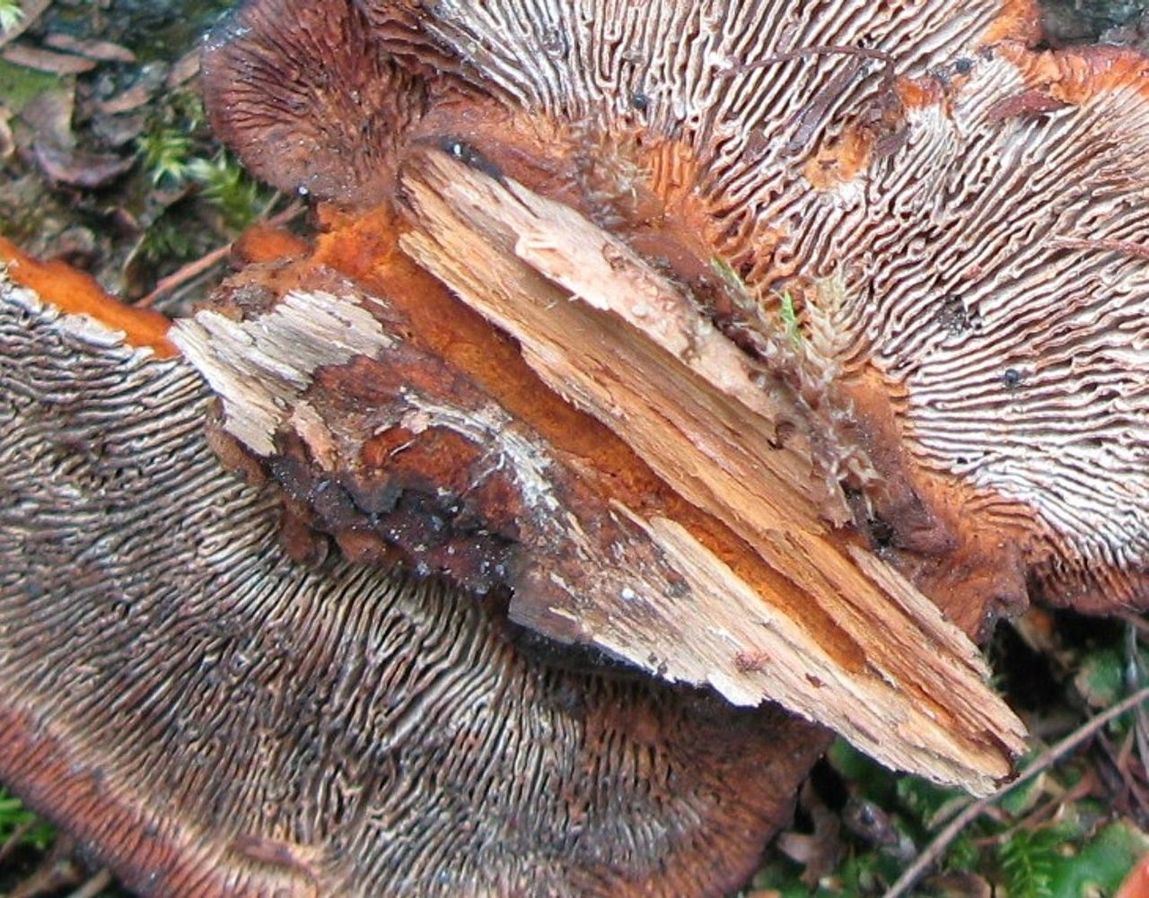 Onderkant Geelbruine plaatjeshoutzwam (foto: Martijn Oud)