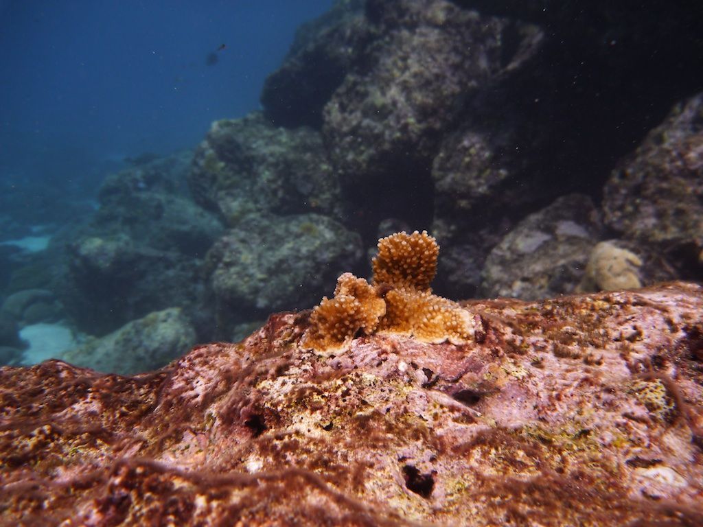 One and a half year old Acropora palmata outplant (picture: Valérie F. Chamberland)