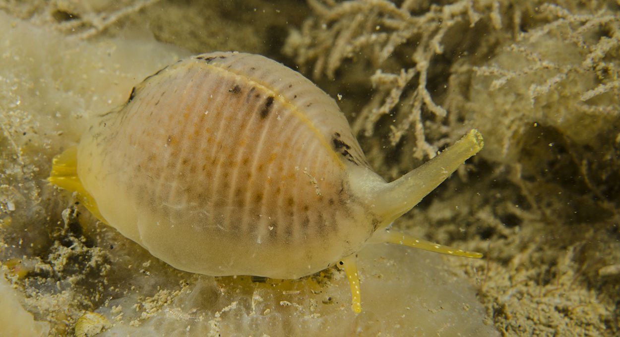 Ongevlekt koffieboontje op Grijze korstzakpijp in Oosterschelde (foto: Peter H van Bragt)