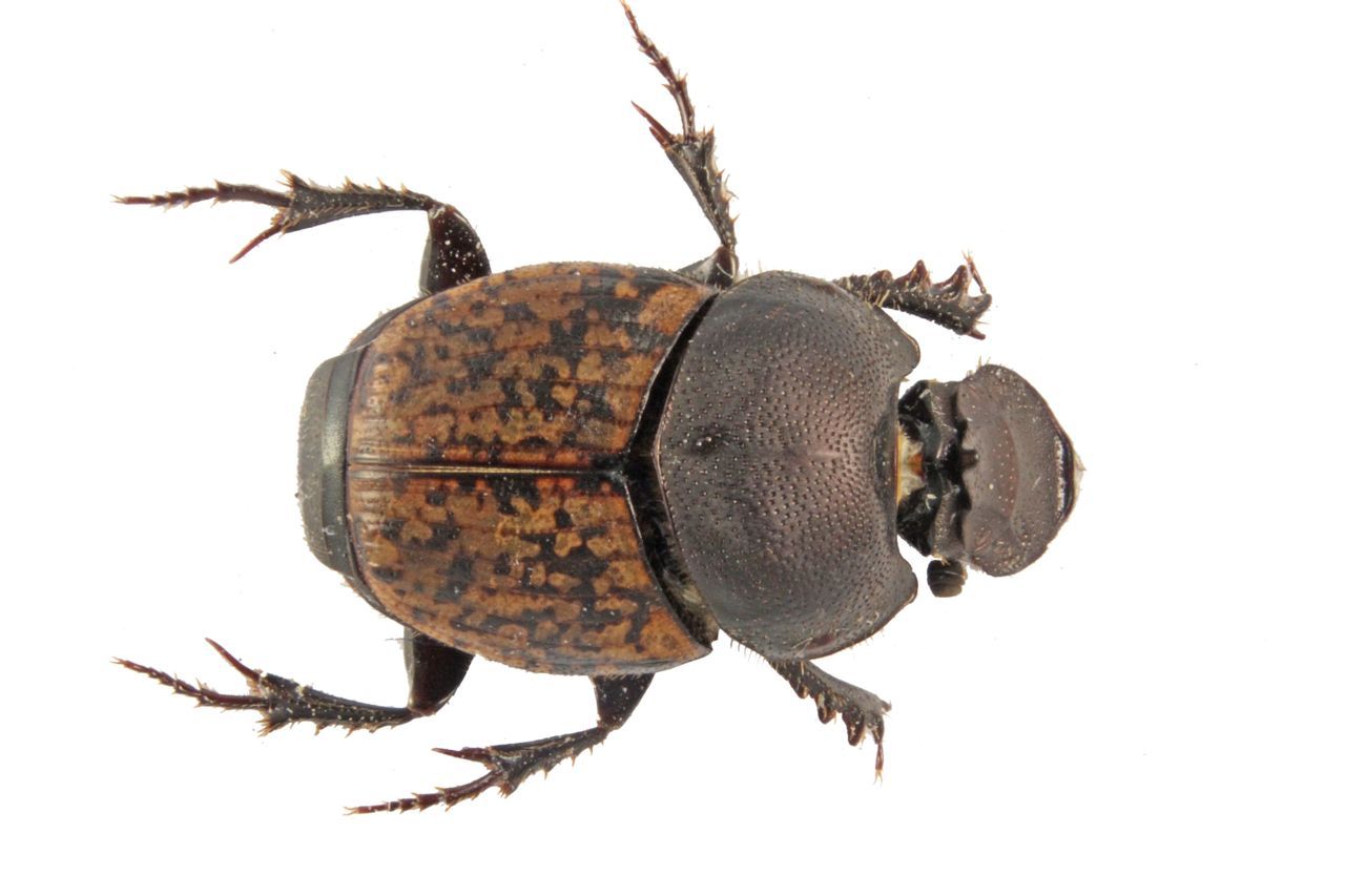 Onthophagus similis, een hoornmestkeversoort, ziet eruit als een typische mestkever en werd frequent aangetroffen in de onderzochte mest. (foto: Maarten Jacobs)