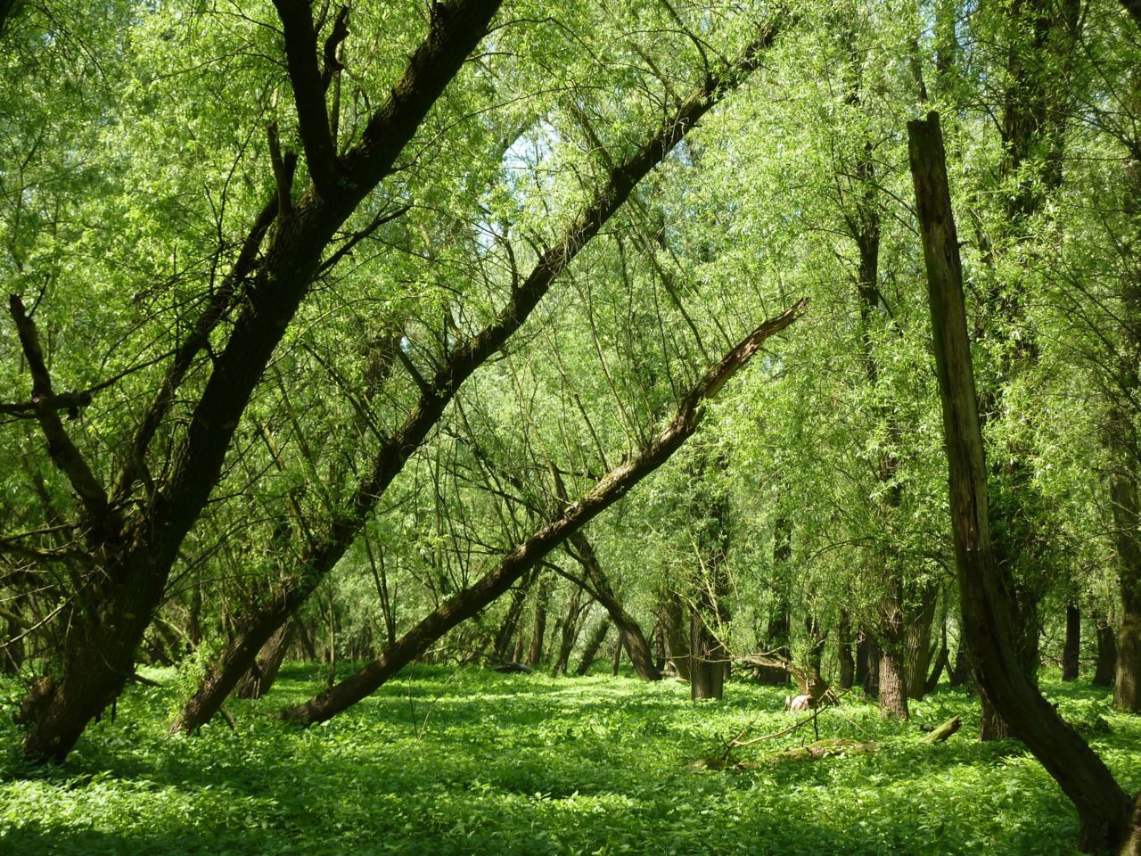 Ooibos bij Beuningen (foto: Twan Teunissen)