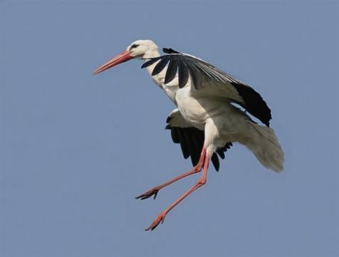 Ooievaar (foto: Martin Chick)