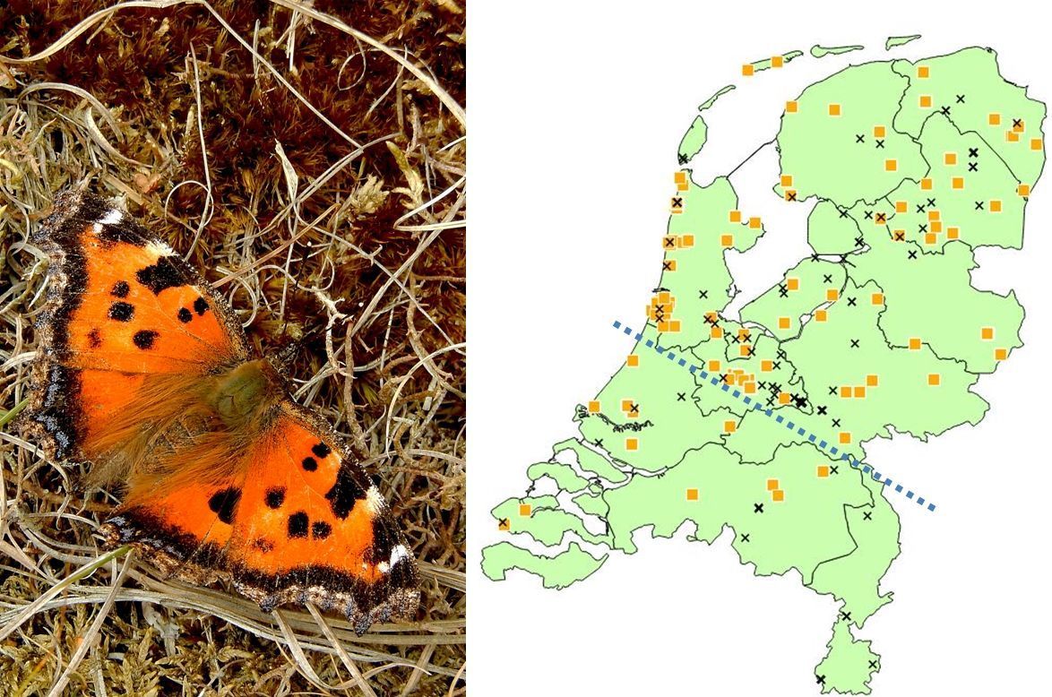 Oostelijke vos (foto: Kars Veling) en kaartje met de waarnemingen uit 2014 (oranje blokjes) en voorjaar 2015 (zwarte kruisjes) (bron: NDFF)