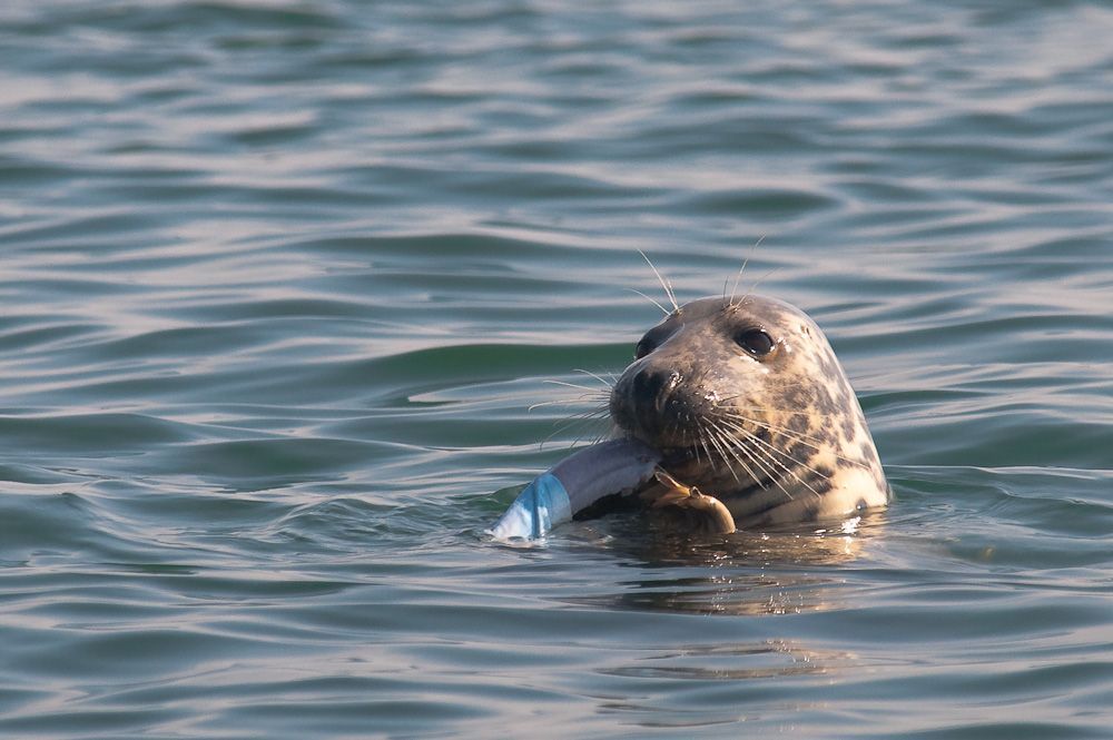 Grijze zeehonden voeden zich normaal met vis, inktvis en af en toe met schaaldieren. Dat ook Bruinvis op het menu staat was tot voor kort niet bekend. (foto: Jan Haelters (BMM)