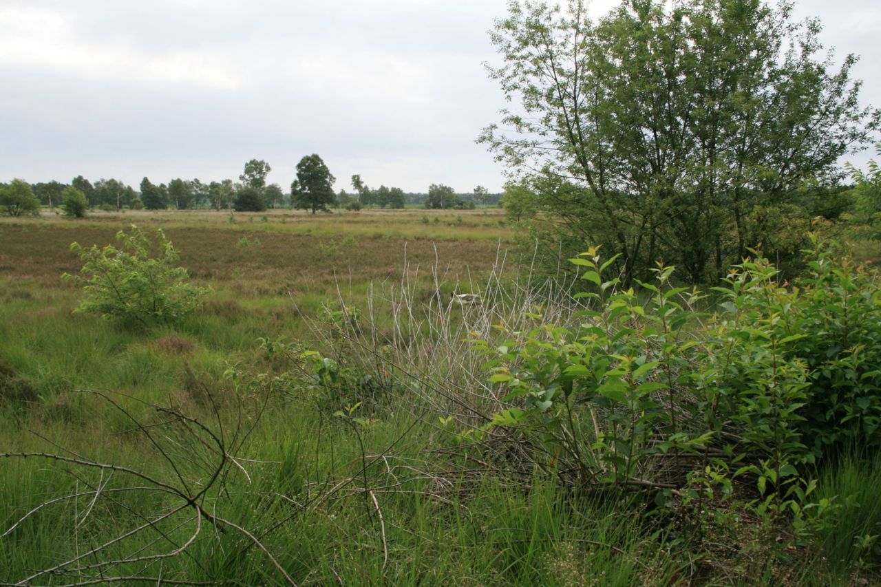 Open heide Moerbleek op Landgoed De Utrecht (foto: Arnold van Rijsewijk)