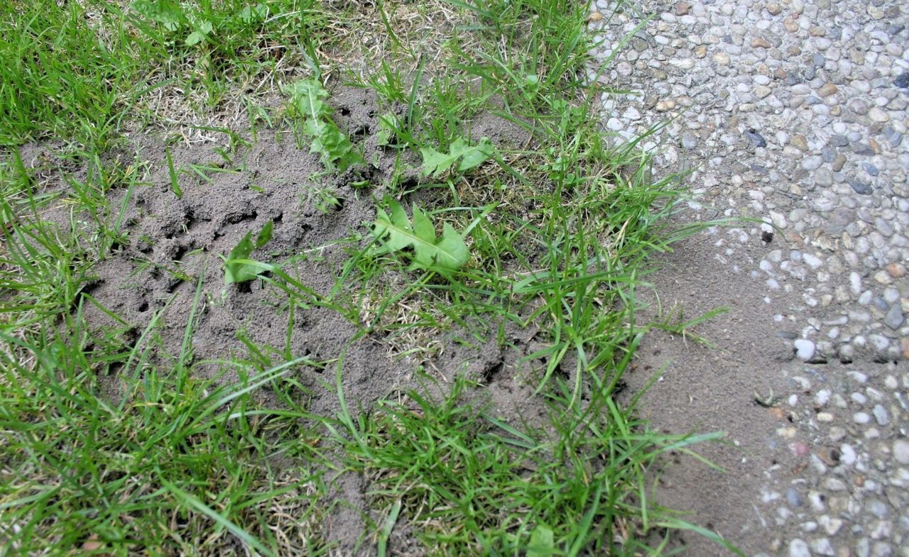 Door mieren omhooggewerkt zand in een tuin (foto: Jinze Noordijk)