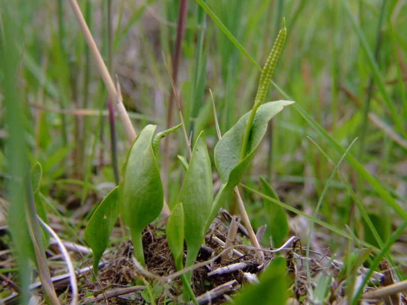 Addertong met lange spiesvormige sporenaar (foto: Saxifraga-Rudmer Zwerver)