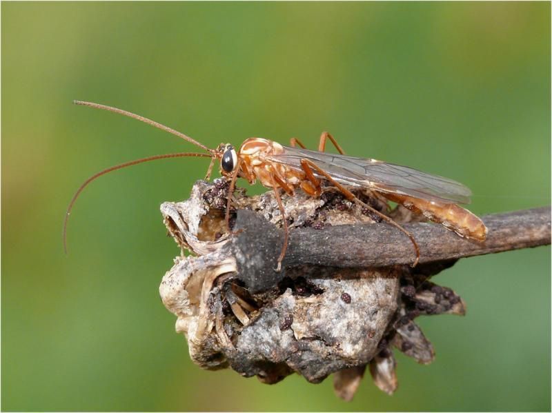 Ophion obscuratus (foto: Marc Herremans)