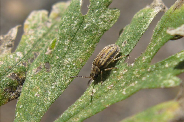 De Ophraella communa kever op een ambrosiablad (foto: P. Toth)