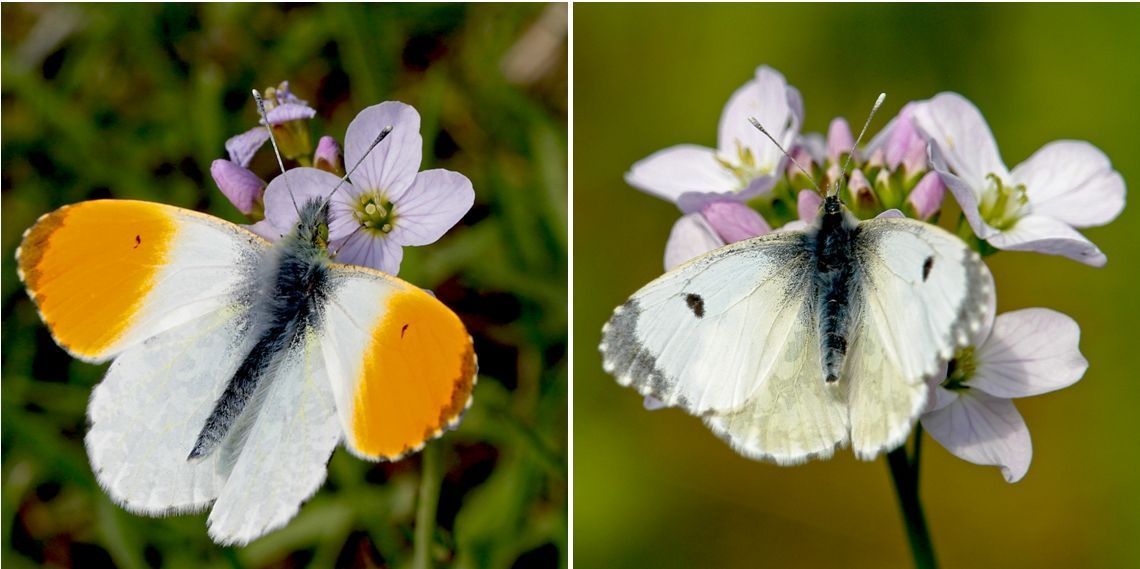 Oranjetipje: man (links) en vrouw (rechts) zonder oranje op de vleugels (foto’s: Kars Veling)