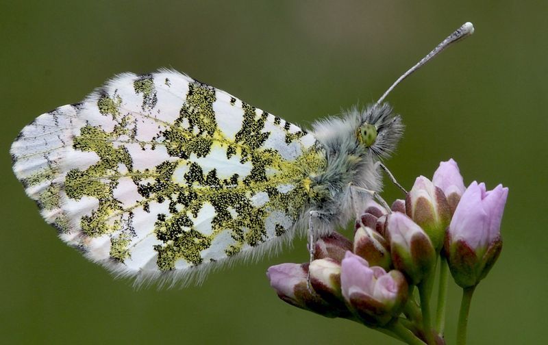 De onderzijde is van mannetje en vrouwtje gelijk (foto: Kars Veling)