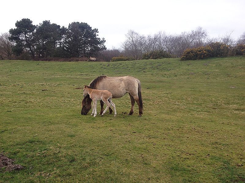 Veulen bij adoptiemerrie in Oranjezon (foto: Esther Linnartz)