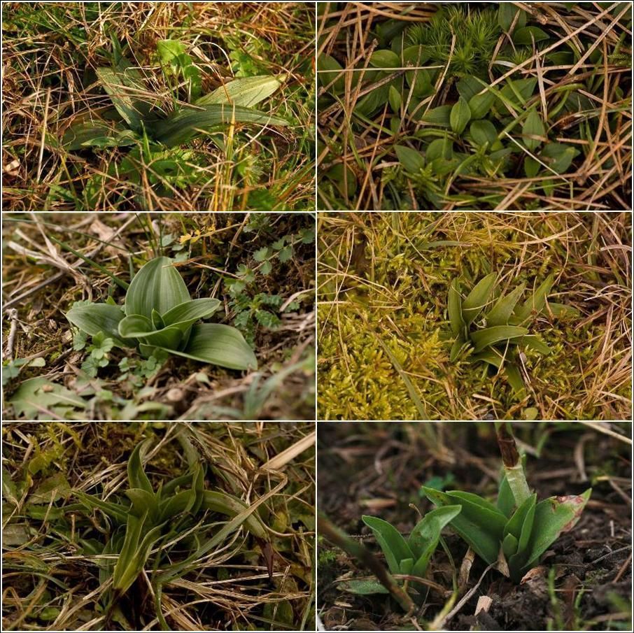 Rozetten inheemse orchideeën, van links naar rechts: Bijenorchis, Dennenorchis, Poppenorchis, Harlekijn, Hondskruid, Herfstschroeforchis (foto’s: Mark Meijrink en Mark Engels)