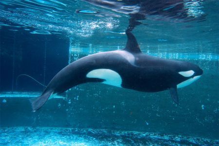 Orka Morgan in Dolfinarium (foto: Roderik Peeters)