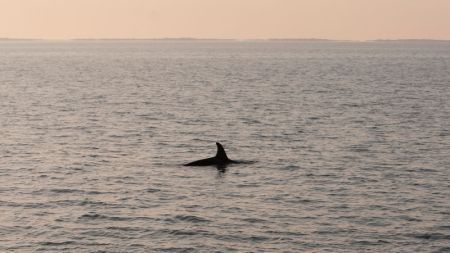 Orka in Nederland (foto: Dolfinarium)