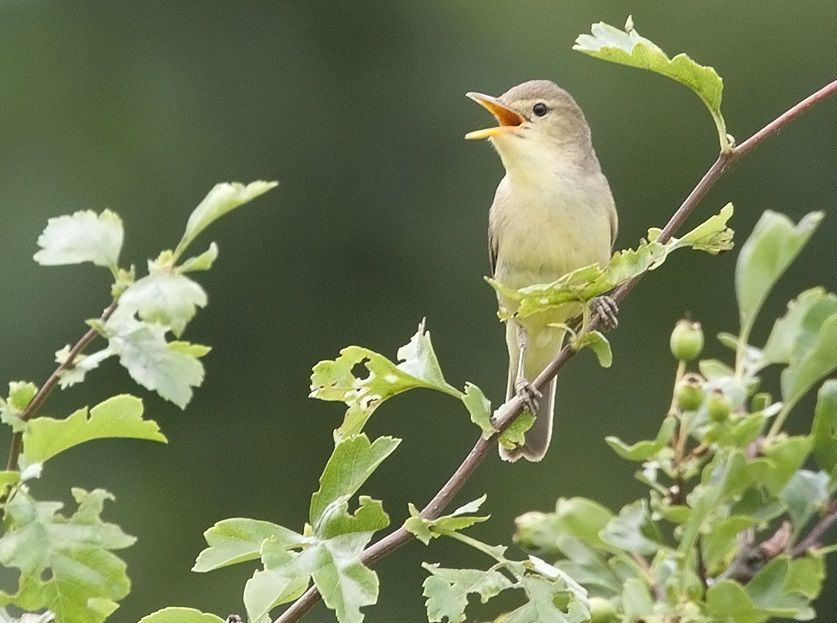 De orpheusspotvogel heeft onder andere lichtere poten dan de spotvogel (foto: Harvey van Diek)