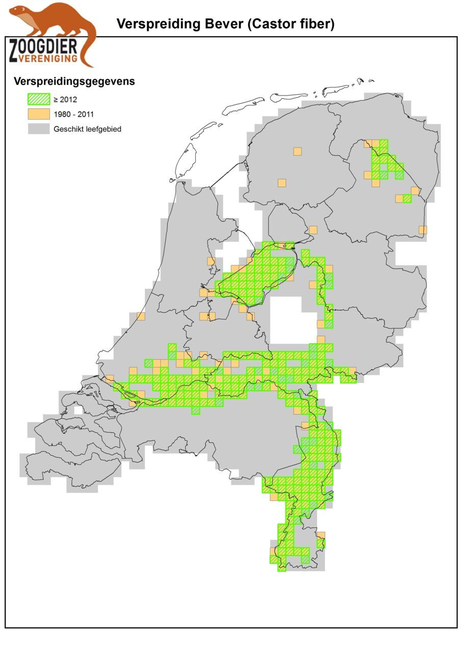 Verspreiding van de bever in Nederland. Groen gearceerd: verspreiding vanaf 2012. Oranje: 1980 tot en met 2011. Grijs: geschikt leefgebied (foto: Zoogdiervereniging)