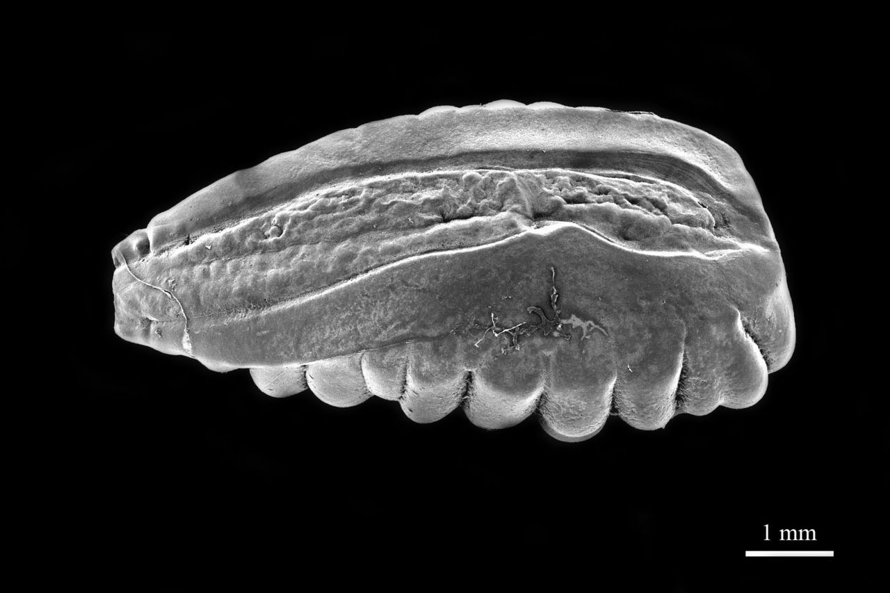 Otoliet van een Steenbolk: een piepklein steentje, zorgvuldig uit de maag van een Zeekoet geprutst, geeft een goed inzicht in het Zeekoetdieet (foto: Hilbran Verstraete)
