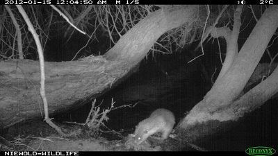 Otter bij Doesburg (foto: Freek Niewold)