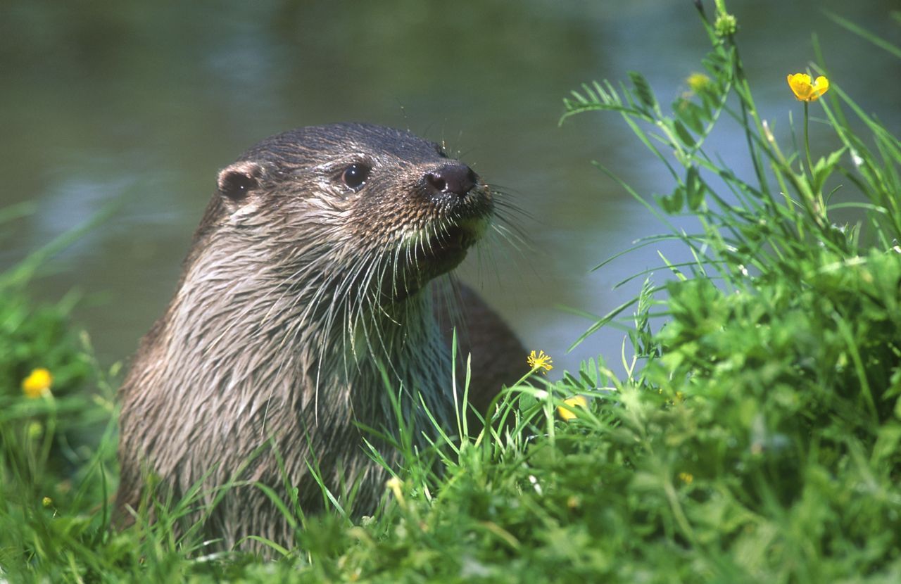 De Otter keert terug, maar treft in Vlaanderen veel uitdagingen. (foto: Hugo Willocx)