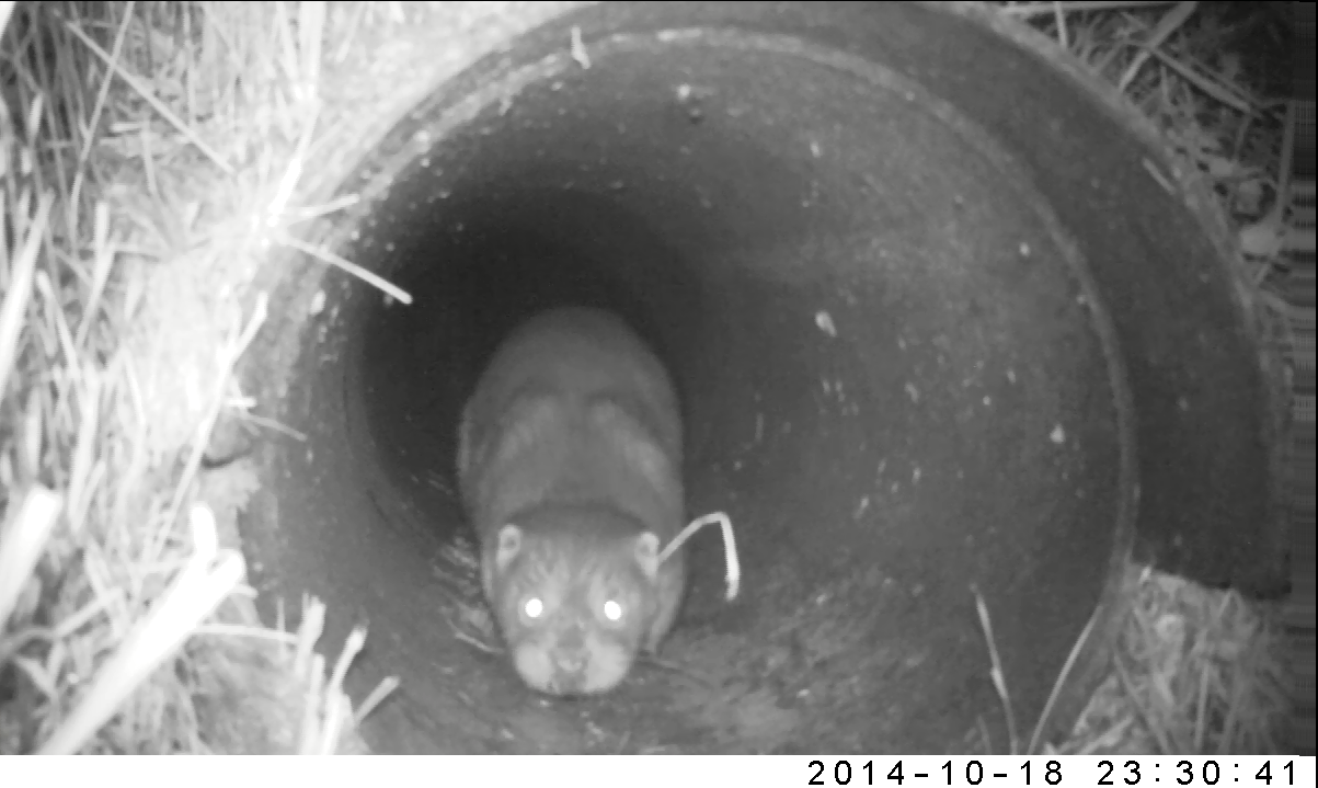 Otter maakt gebruik van faunatunnel (foto: Mark van Heukelum)