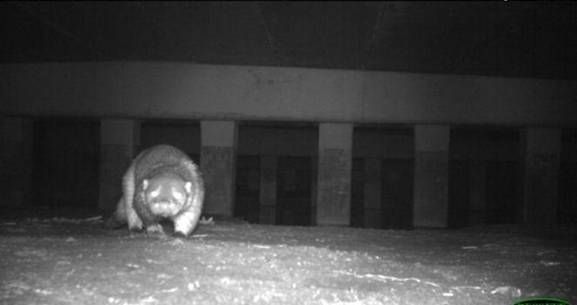 Otter in De Onlanden (foto: Albert Allema Bron)