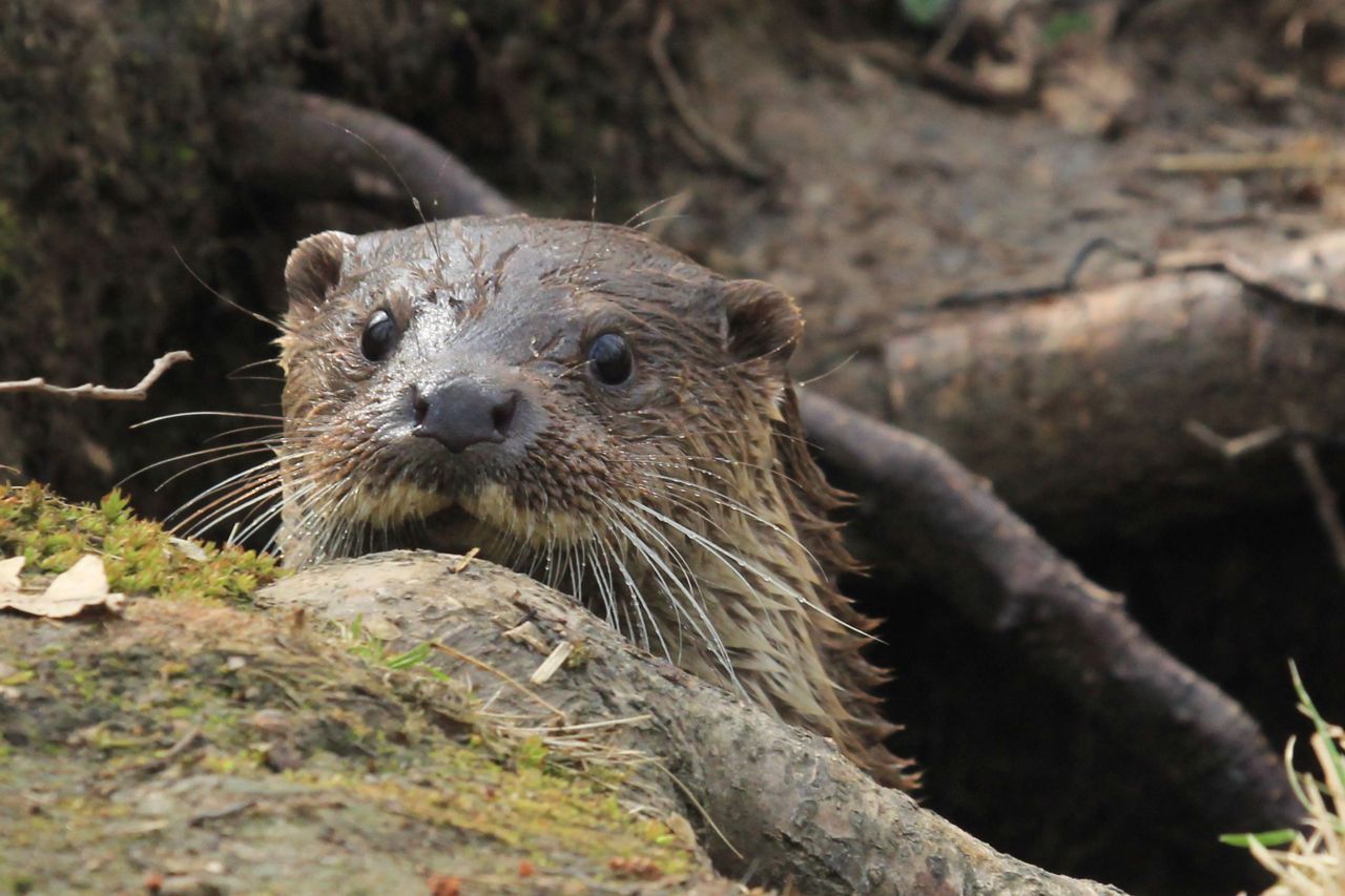 Otter (foto: Bart Beekers)