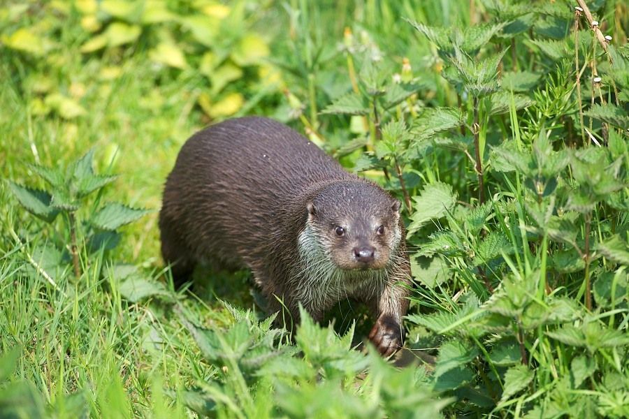 Otter (foto: Karsten Reiniers)