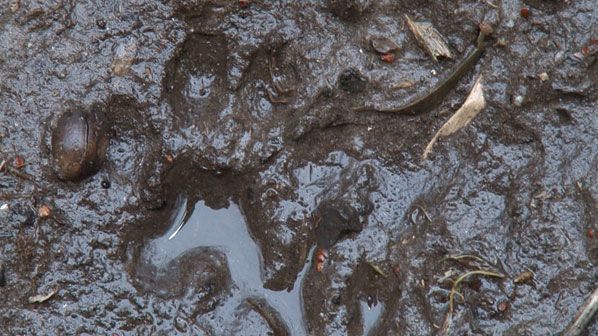 Otterprent (foto: Vroege Vogels)